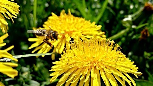 Close-up of bee on yellow flower