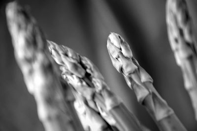 Close-up of plant against blurred background