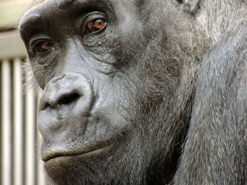 Close-up portrait of a monkey