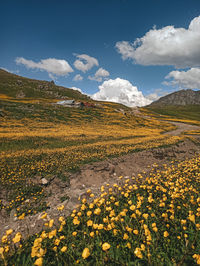 Scenic view of yellow flowering plants on field against sky