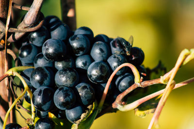 Close-up of grapes