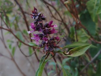 Close-up of pink flowers on tree