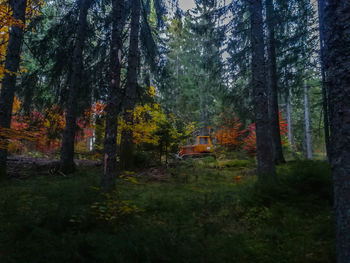 Trees in forest during autumn
