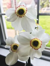 Close-up of white flowering plant