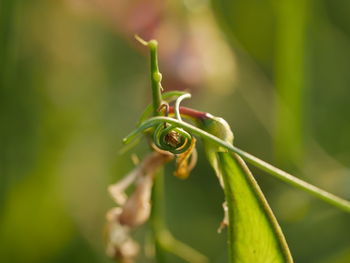 Close-up of vine on sunny day