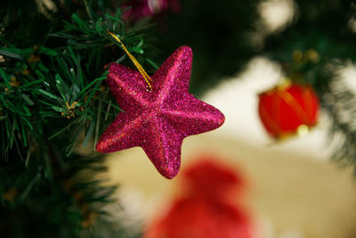 Close-up of red rose on christmas tree