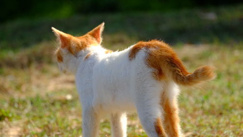 Cat standing in a field