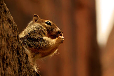 Close-up of squirrel on tree trunk