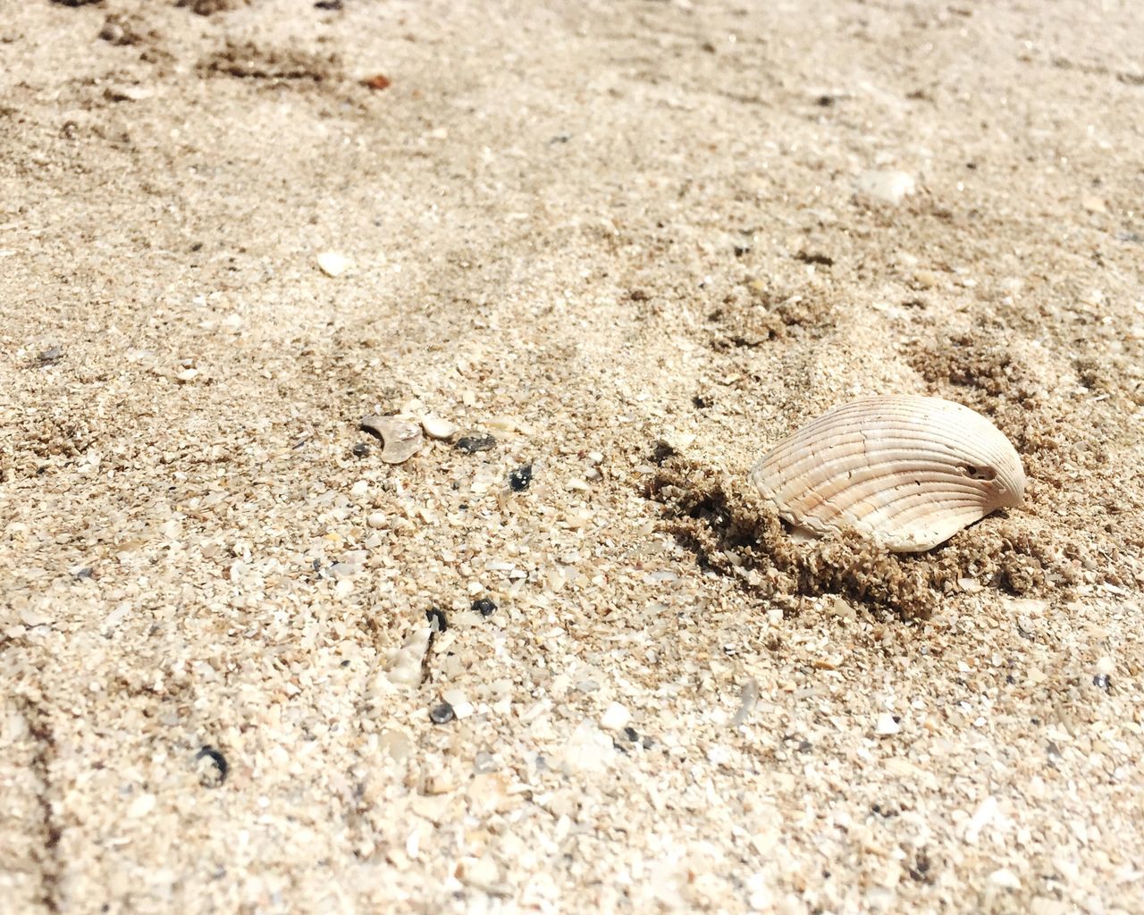 sand, animal shell, seashell, close-up, nature, shell, natural pattern, ground, day, outdoors, no people, full frame, backgrounds, elevated view