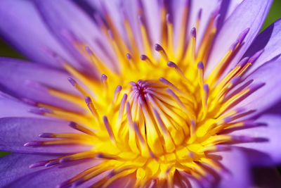 Close-up of pink flower