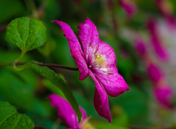 Close-up of pink flowering plant