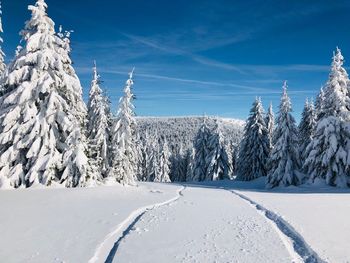 Snow covered land and trees against sky