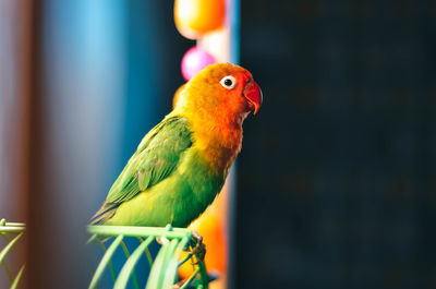 Close-up of parrot in cage