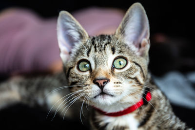 Close-up portrait of a cat
