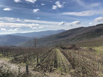 Scenic view of vineyard against sky