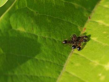Close-up of insect on leaf