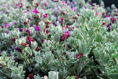 Close-up of pink flowering plants