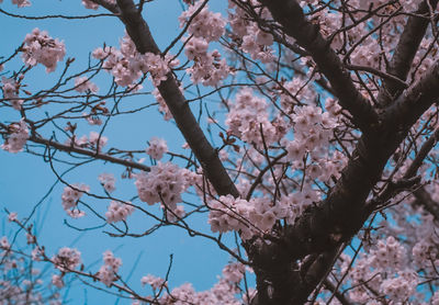 Low angle view of cherry blossoms against sky