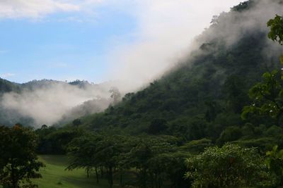 Scenic view of trees against sky