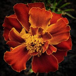 Close-up of flower blooming outdoors