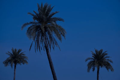 Palm trees and skies in the moonlight night.