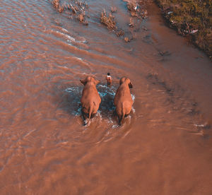 High angle view of ducks swimming in sand