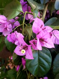 Close-up of pink flowering plant