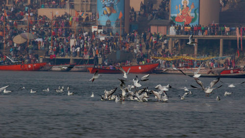 Flock of birds in lake