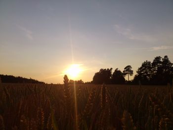 Scenic view of field against sky during sunset