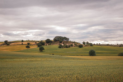 Scenic view of farm against sky