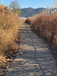 Footpath amidst plants on field