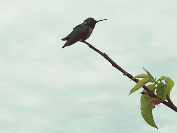 Low angle view of bird perching on branch against sky