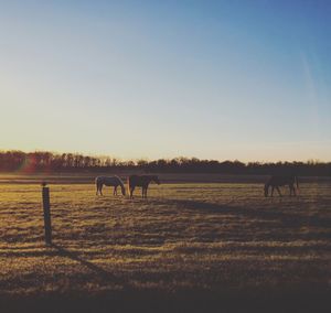 Horses grazing on field