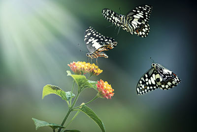 Close-up of butterflies flying over plant