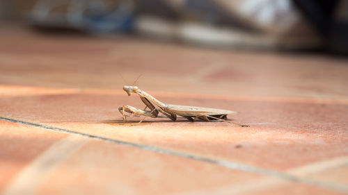 Close-up of insect on floor