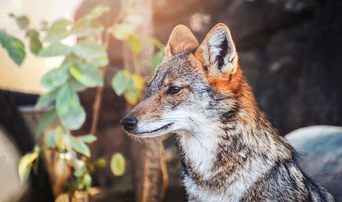 Close-up of a dog looking away