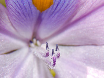 Full frame shot of hyacinth