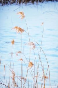 Close-up of flowering plants by lake against sky