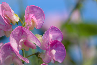 Close-up of pink flowering plant