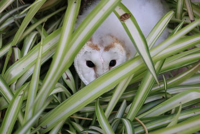 Close-up portrait of bird in grass