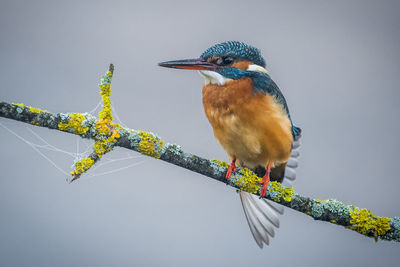 Kingfisher perched on a gray foggy branch background