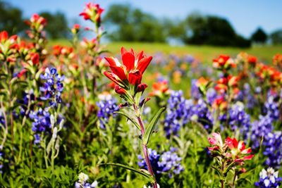 Close-up of red flowering plant in field