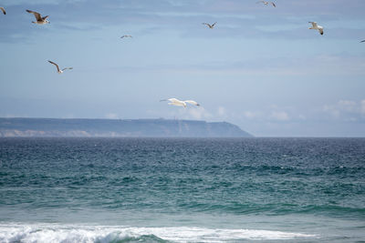 Seagulls flying over sea against sky