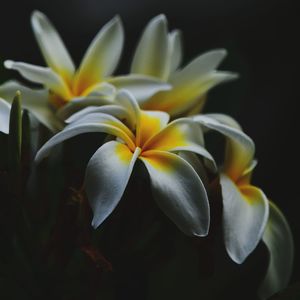 Close-up of white frangipani flowers against black background