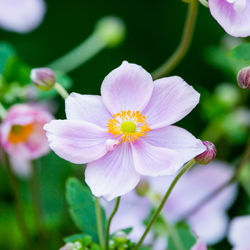 Close-up of purple flowering plant