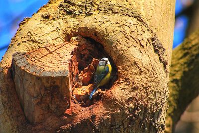 Close-up of bird perching on tree trunk