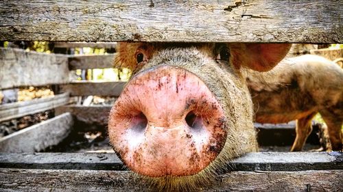 Close-up portrait of pig looking through fence