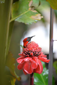 Close-up of butterfly pollinating on red flower