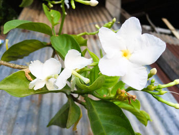 Close-up of white flowers