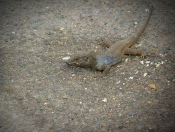 High angle view of lizard on sand